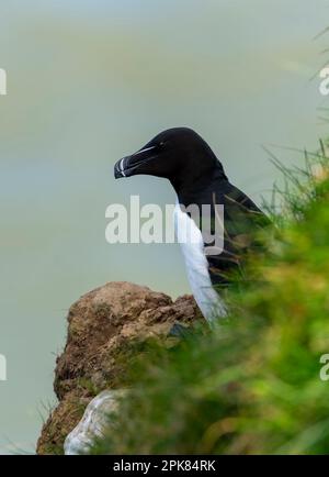 Un Razorbill, (Alca torda), arroccato precariamente sulla parete della scogliera a Bempton, East Yorkshire, UK Foto Stock