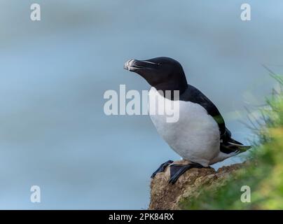 Un Razorbill, (Alca torda), arroccato precariamente sulla parete della scogliera a Bempton, East Yorkshire, UK Foto Stock