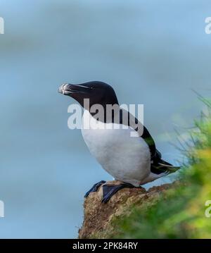Un Razorbill, (Alca torda), arroccato precariamente sulla parete della scogliera a Bempton, East Yorkshire, UK Foto Stock
