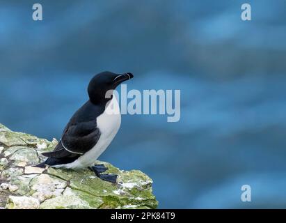 Un Razorbill, (Alca torda), arroccato precariamente sulla parete della scogliera a Bempton, East Yorkshire, UK Foto Stock