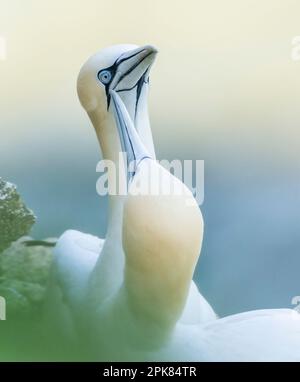 Un Gannet settentrionale adulto, (Morus fagianus), con ali sparse in largo mentre scivola sopra il NorthSea a Bempton, East Riding of Yorkshire, Regno Unito Foto Stock