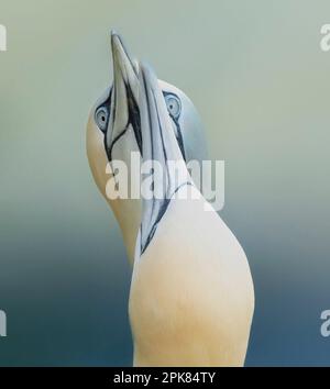 Un Gannet settentrionale adulto, (Morus fagianus), con ali sparse in largo mentre scivola sopra il NorthSea a Bempton, East Riding of Yorkshire, Regno Unito Foto Stock