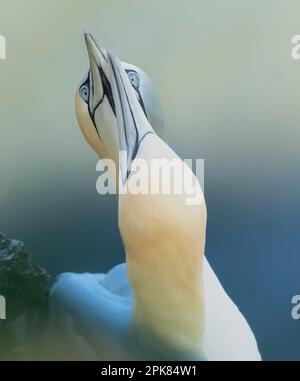 Un Gannet settentrionale adulto, (Morus fagianus), con ali sparse in largo mentre scivola sopra il NorthSea a Bempton, East Riding of Yorkshire, Regno Unito Foto Stock