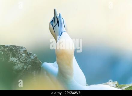 Un Gannet settentrionale adulto, (Morus fagianus), con ali sparse in largo mentre scivola sopra il NorthSea a Bempton, East Riding of Yorkshire, Regno Unito Foto Stock