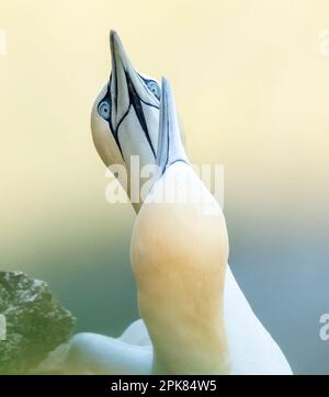 Un Gannet settentrionale adulto, (Morus fagianus), con ali sparse in largo mentre scivola sopra il NorthSea a Bempton, East Riding of Yorkshire, Regno Unito Foto Stock