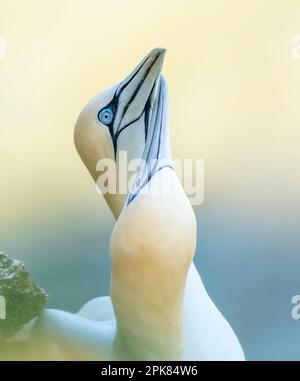 Un Gannet settentrionale adulto, (Morus fagianus), con ali sparse in largo mentre scivola sopra il NorthSea a Bempton, East Riding of Yorkshire, Regno Unito Foto Stock