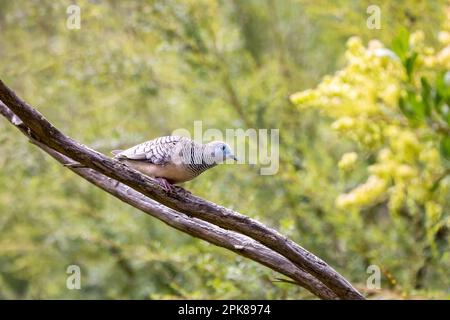 Una colomba pacifica, geopelia placida, persico su un ramo di albero. Soffice sfondo fogliare di bosco con spazio per il testo. Si tratta di una piccola specie di piccione endemi Foto Stock