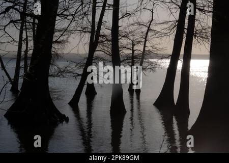 Swamp Cypress spettrale Foto Stock