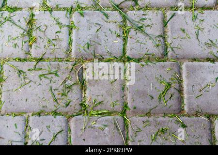 Erba verde, pianta organica su sfondo grigio a pavé, vista dall'alto. Erba fresca in un carrello da giardino. Pulizia dell'erba appena tagliata in giardino. H Foto Stock