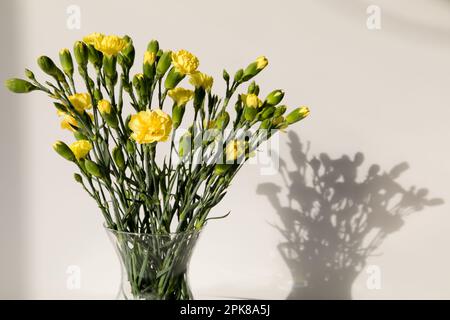 Un bouquet di garofani gialli su sfondo bianco. Foto Stock