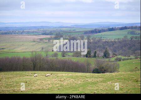 Tipico paesaggio del Lake District Northern Lake District vicino a Bassenthwaite, Cumbria, Regno Unito Foto Stock