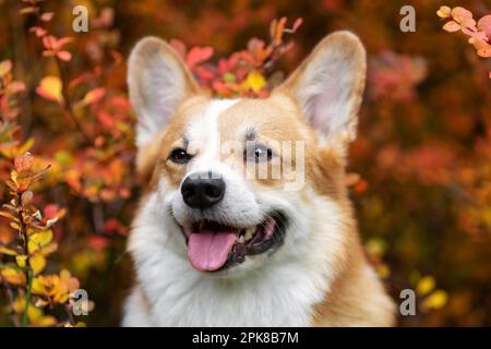 Primo piano ritratto di corgi gallesi sorridenti felice cane di razza pembroke in autunno Foto Stock