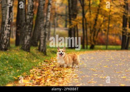 Carino corgi gallese pembroke cane con lingua fuori al parco autunnale Foto Stock