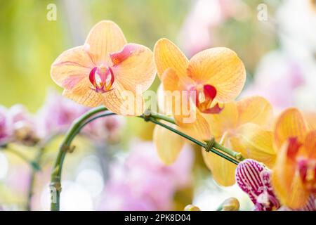 Ramo di orchidee tropicali fioriture a strisce gialle Foto Stock