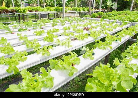 Idroponico vegetale è piantato in un giardino. Foto Stock