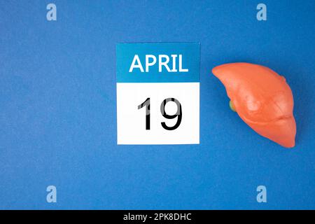 Aprile 19th calendario e fegato umano artificiale su sfondo blu. Concetti della Giornata Mondiale del fegato. Foto Stock