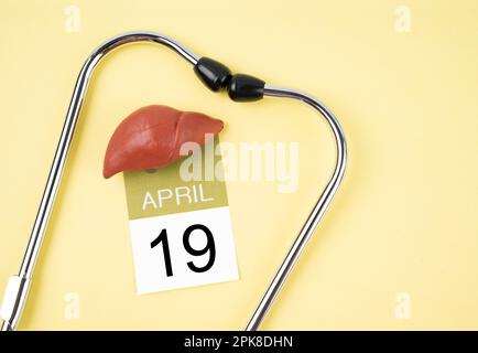 Aprile 19th calendario e fegato umano artificiale con stetoscopio medico. Concetti della Giornata Mondiale del fegato. Foto Stock