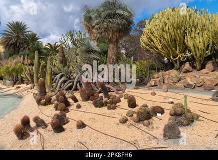 Benalmadena parco Spagna Costa del Sol con piante di cactus in giardini Foto Stock