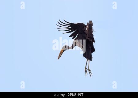 Uno stock africano di openbill, anastomus lamelligerus, in volo contro un cielo blu. Parco Nazionale della Regina Elisabetta, Uganda. Foto Stock