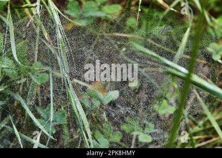 Cobweb con gocce di rugiada su erba verde primo piano. Foto Stock