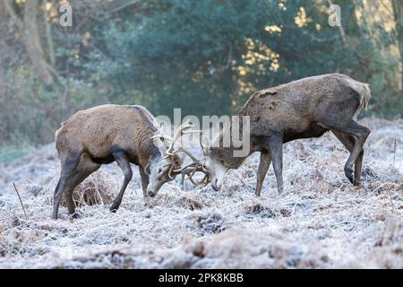 Un paio di stags di cervo rosso (Cervus elaphus) a Richmond Park, Londra. ** Questo contenuto è gestito esclusivamente da SWNS. Per ottenere la licenza per l'editoriale o. Foto Stock