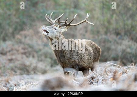 Cervo rosso (Cervus elaphus) a Richmond Park, Londra. ** Questo contenuto è gestito esclusivamente da SWNS. Licenza per editoriale o commerciale Foto Stock