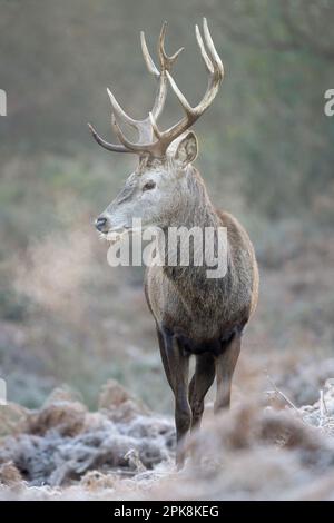 Cervo rosso (Cervus elaphus) a Richmond Park, Londra. ** Questo contenuto è gestito esclusivamente da SWNS. Licenza per editoriale o commerciale Foto Stock