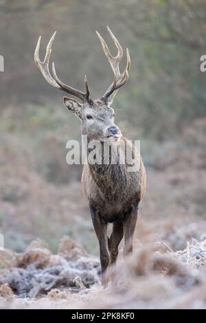 Cervo rosso (Cervus elaphus) a Richmond Park, Londra. ** Questo contenuto è gestito esclusivamente da SWNS. Licenza per editoriale o commerciale Foto Stock