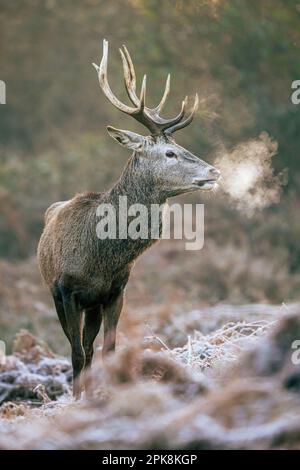 Cervo rosso (Cervus elaphus) a Richmond Park, Londra. ** Questo contenuto è gestito esclusivamente da SWNS. Licenza per editoriale o commerciale Foto Stock