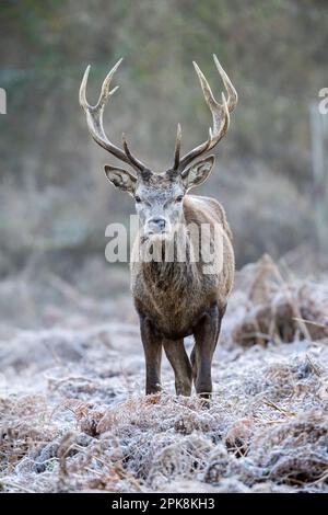 Cervo rosso (Cervus elaphus) a Richmond Park, Londra. ** Questo contenuto è gestito esclusivamente da SWNS. Licenza per editoriale o commerciale Foto Stock