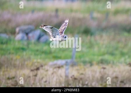 Un gufo dalle orecchie corte (Asio flammeus) che caccia intorno al villaggio di Garrynamonie nella zona di conservazione di Machair del sud Uist nelle Ebridi esterne, Scotla Foto Stock