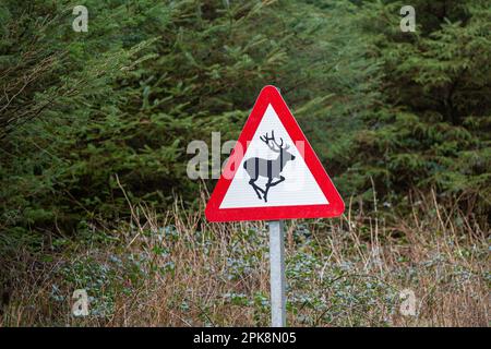 Segnale di avvertimento rosso con cervi a triangolo Foto Stock