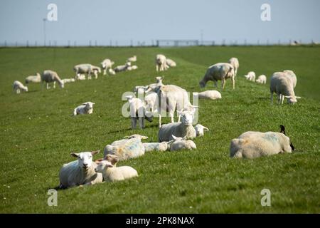 Nessmersiel, Germania. 06th Apr, 2023. Pecore e agnelli su una diga in Frisia Orientale. In vista di un numero sempre maggiore di pecore strappate dai lupi lungo la costa, i cacciatori vedono in pericolo la protezione costiera e chiedono ai politici di agire. Le dieci associazioni di cacciatori costieri tra Emden e Stade e le associazioni di cacciatori statali della bassa Sassonia e Brema hanno firmato un documento di posizione a Aurich, Frisia orientale. Credit: Sina Schuldt/dpa/Alamy Live News Foto Stock