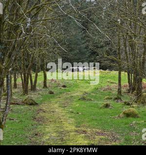 Percorso attraverso la foresta che conduce a White Cairn, Cairn camera, Glen Trool, Galloway Forest Park, Dumfries e Galloway, Scozia, Regno Unito Foto Stock