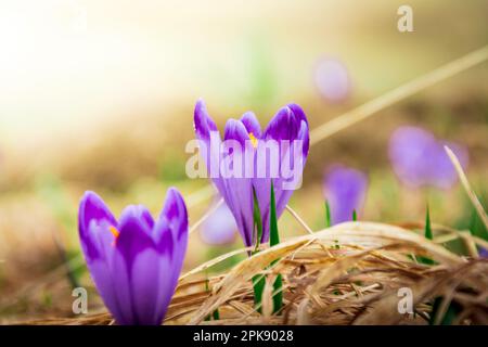 Bei cocus e freschi fili d'erba . Molla Foto Stock