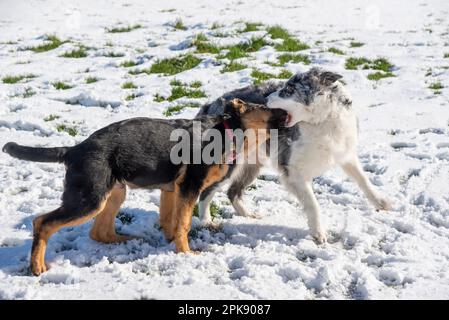 Cucciolo di pastore tedesco godendo la sua prima esperienza di neve in un campo sotto il sole luminoso con un adulto Blue Merle Border Collie Foto Stock