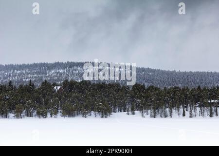 Foresta innevata nel nord della Svezia a Kiruna, Lapponia Foto Stock