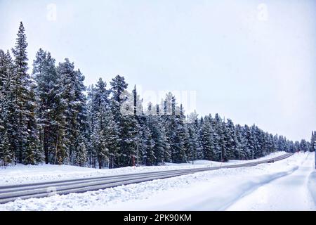 Foresta innevata nel nord della Svezia a Kiruna, Lapponia Foto Stock