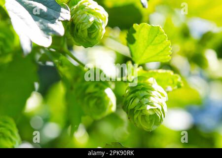 Diversi coni freschi di luppolo verde appesi sui rami Foto Stock