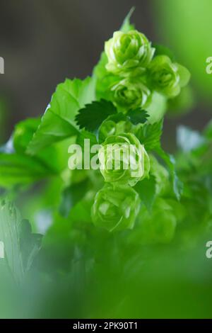 Diversi coni freschi di luppolo verde appesi sui rami Foto Stock