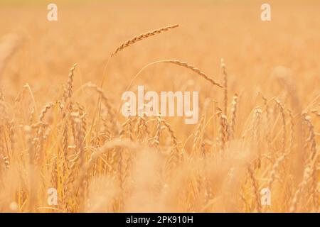 Epoca di vendemmia, mature piante di farro Foto Stock