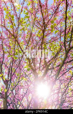 Albero di fiori in primavera con luce solare e cielo blu Foto Stock