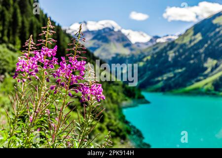 Fiori di montagna di fronte ad un lago di montagna nelle Alpi tirolesi Foto Stock