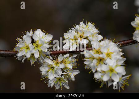 Primaverile, fiori aperti su un albero di susina, profondità di campo bassa, bokeh fuzzy Foto Stock