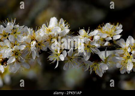 Primaverile, fiori aperti su un ramo di un albero di susina, profondità di campo bassa, bokeh fuzzy Foto Stock