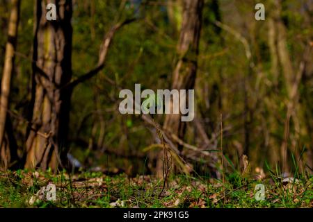 Piccolo acero giovane in primavera nella foresta con le prime foglie verdi Foto Stock