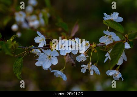 Fiori aperti su un albero giovane in primavera Foto Stock