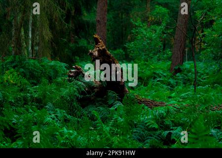 Dalla felce sporge un ceppo di albero, in una foresta completamente ricoperta di felce Foto Stock