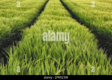 Campo di orzo con file di spighe verdi fresche di mais in tarda primavera Foto Stock