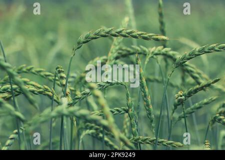 Primo piano di spighe isolate di mais in un campo maturo di farro prima del raccolto Foto Stock